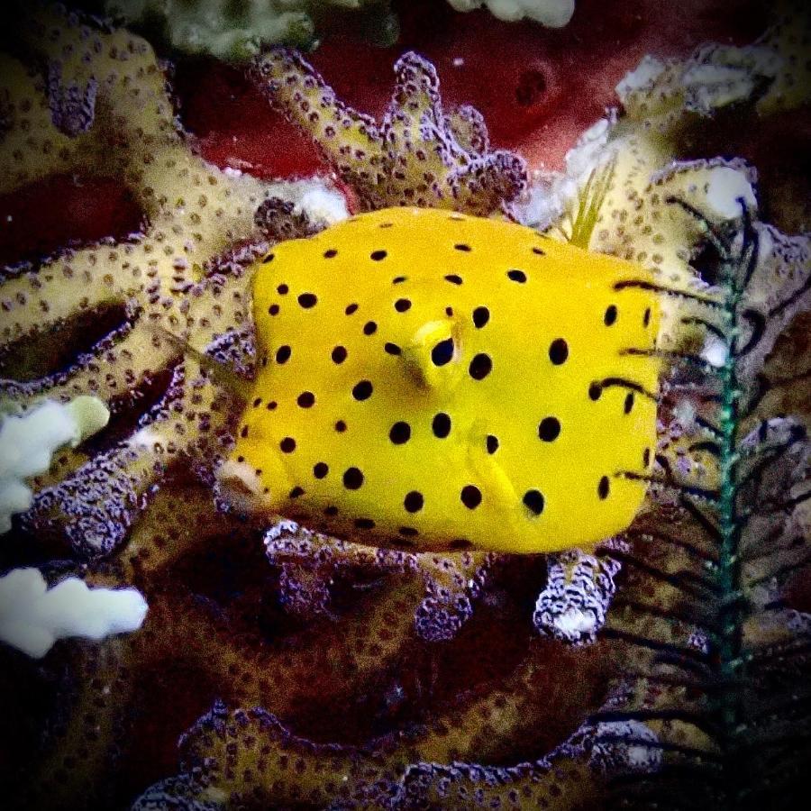 Happy Dive Retreat Fka Ankermi Happy Dive Hotel Hitokalak Bagian luar foto